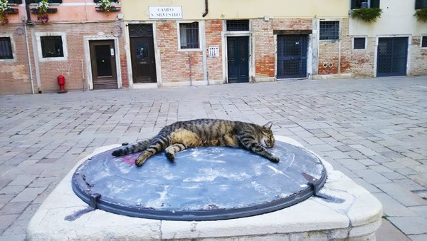 ヴェネチアの広場、井戸の上でくつろぐ猫